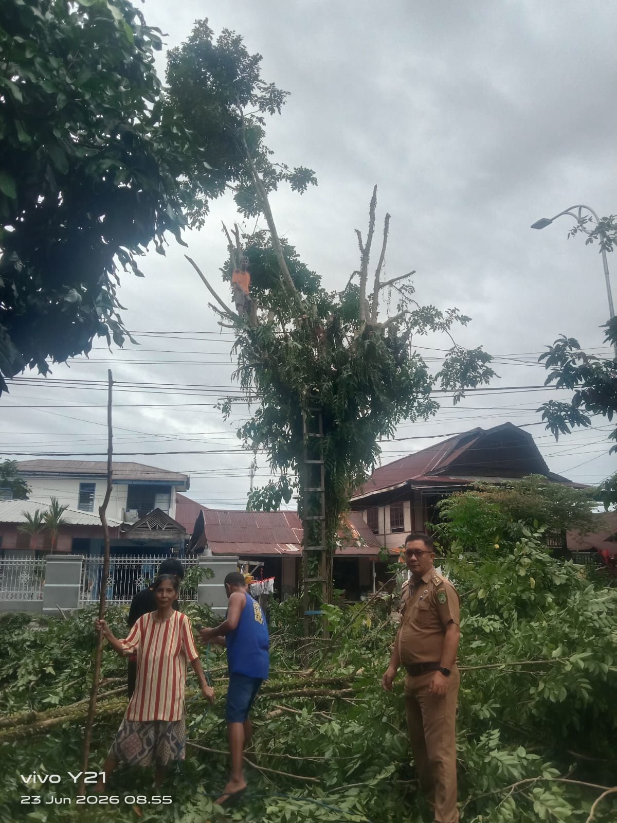 penebangan pohon